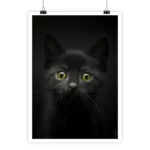 Poster chaton noir