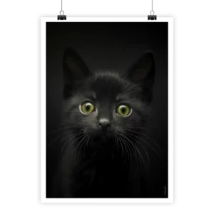 Poster chaton noir