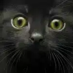 Zoomed view of Chaton noir with delicate features, i-Art brand.