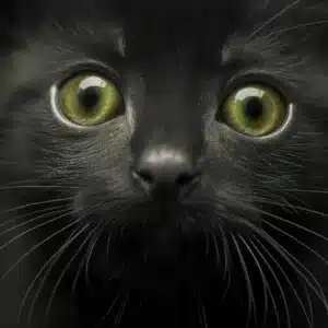 Zoomed view of Chaton noir with delicate features, i-Art brand.