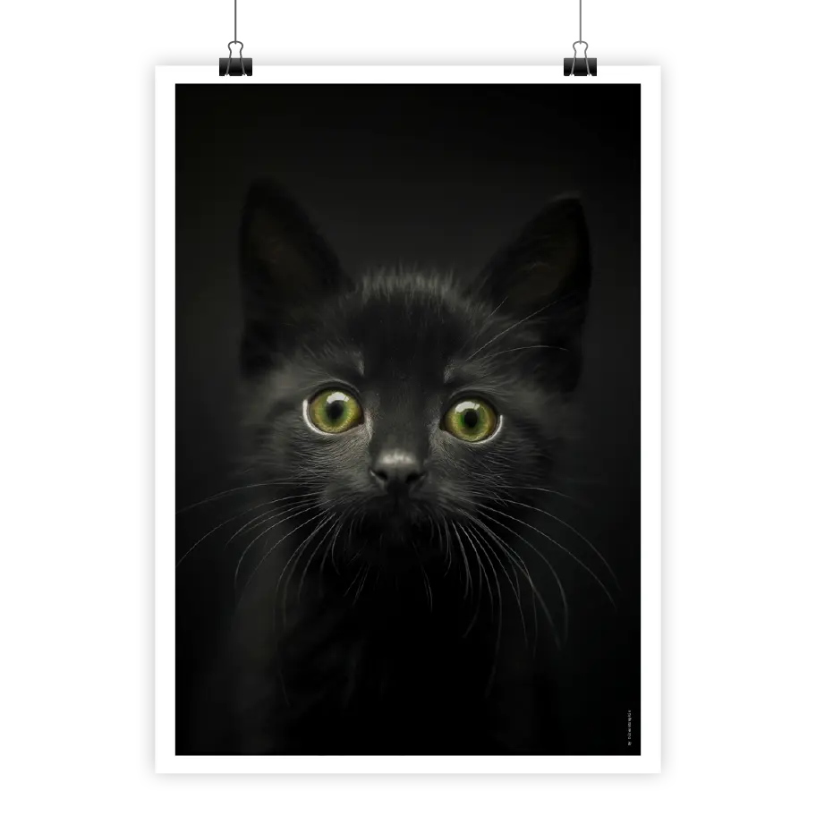 affiche petit chaton noir Poster chaton noir