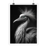 Poster Gallinacé N&B featuring black and white poultry art.