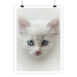 Photographie couleur d’un chaton blanc
