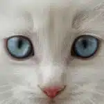 Photographie couleur d’un chaton blanc