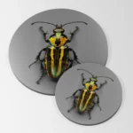 Plaque déco. insecte #2