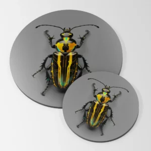 Plaque déco. insecte #2