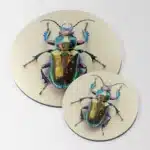 Plaque déco. insecte #3