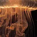 Méduse lumière poster, gothic art with glowing jellyfish, gallery display.